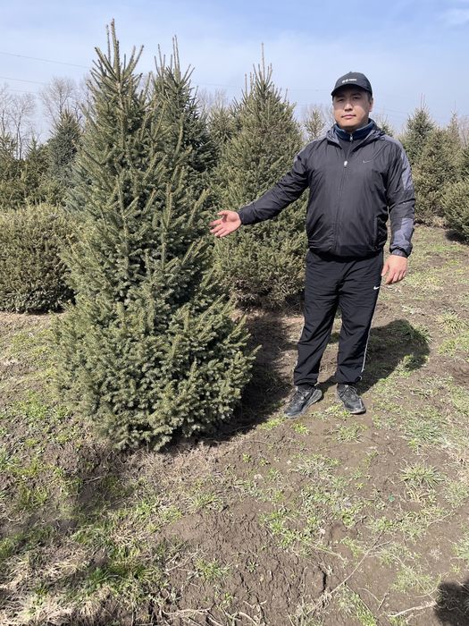 Продам Хвойные и лиственные