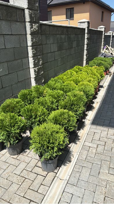 Туя шаровидные даника