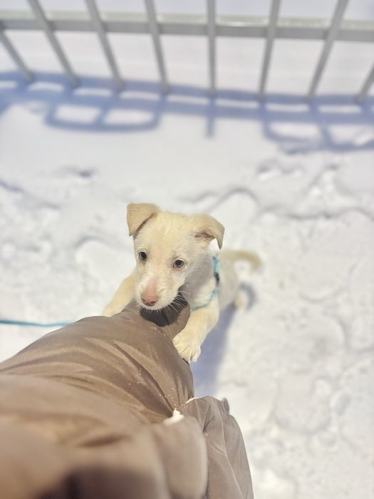 Caine pentru adoptie responsabila