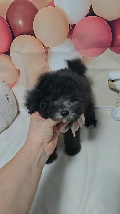 Сребърен женски пудел той с родословие 5 поколения назад