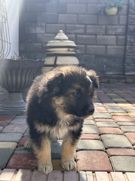 Щенки отдам в добрые руки