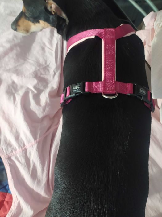 Нагръдник за куче