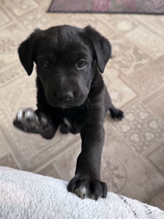 Щенки 1 месяц, девочка и мальчик