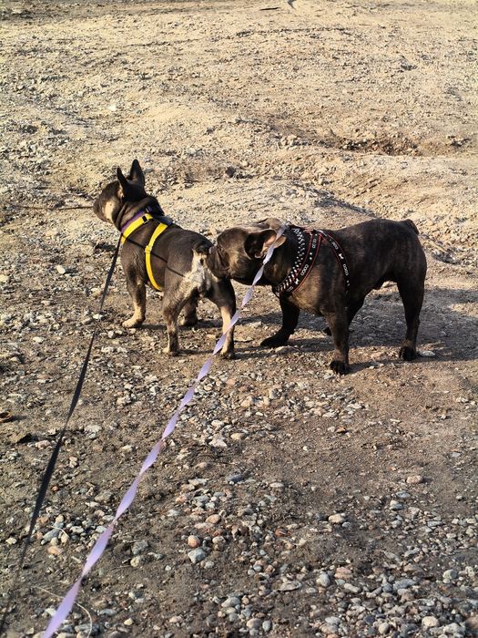 Девочка французского бульдога