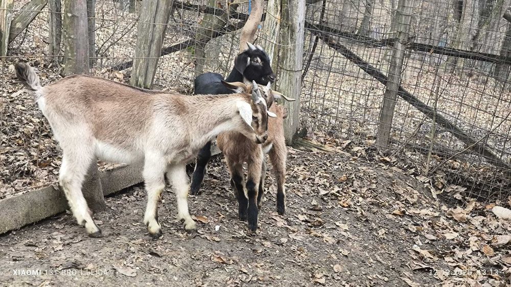 Tap tapi anglonubian alpin