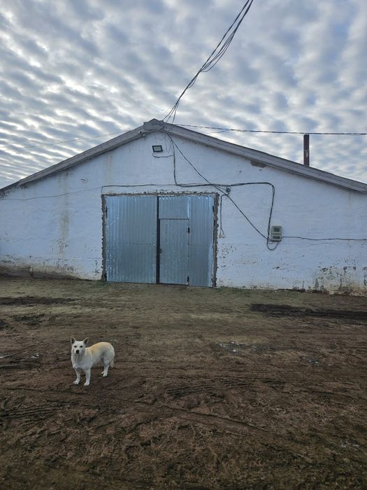 Продам животноводческую базу