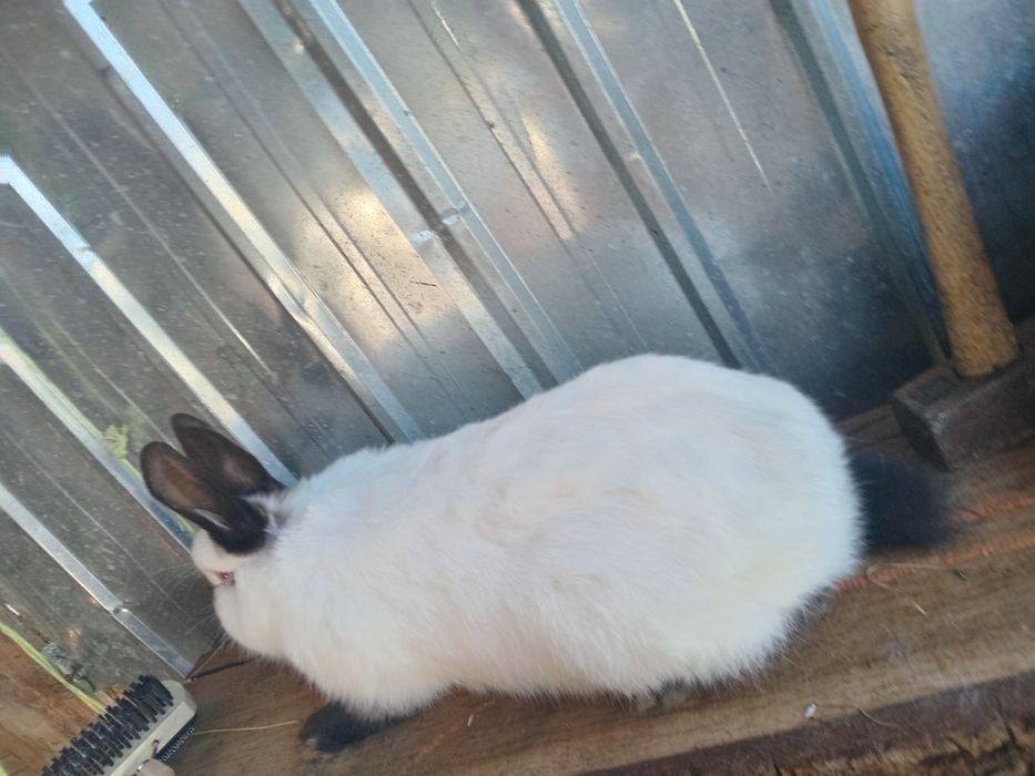 Schimb iepuroi Californian