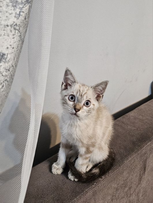 Котёнок мальчик тайская порода