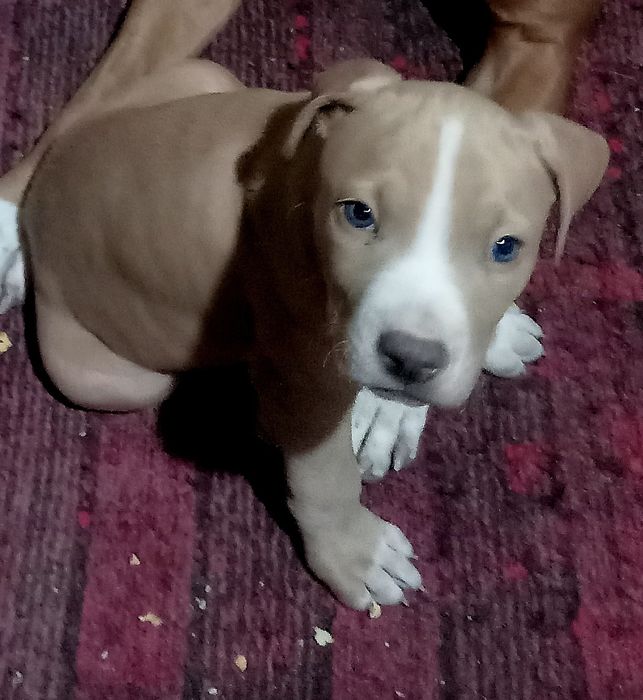 Щенок породы питбуль