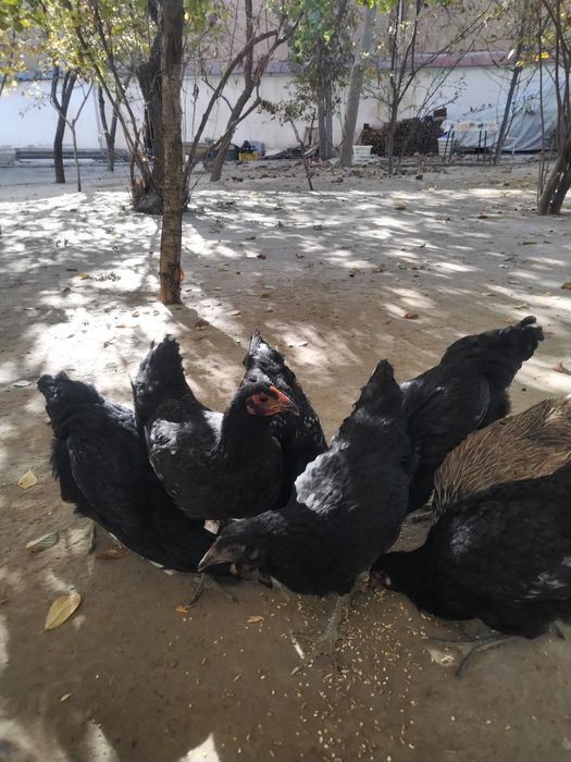 Joja tovuq tovuqlar товуклар, jojalar, жожа, жожалар