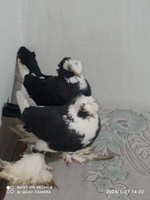 Kaptarlar sotiladi 500ming keliwamz