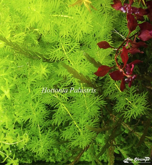 Торове за аквариумни растения