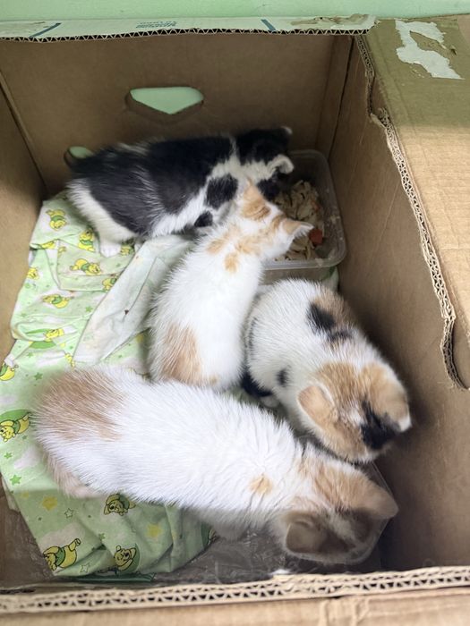 Отдам котят в добрые руки .