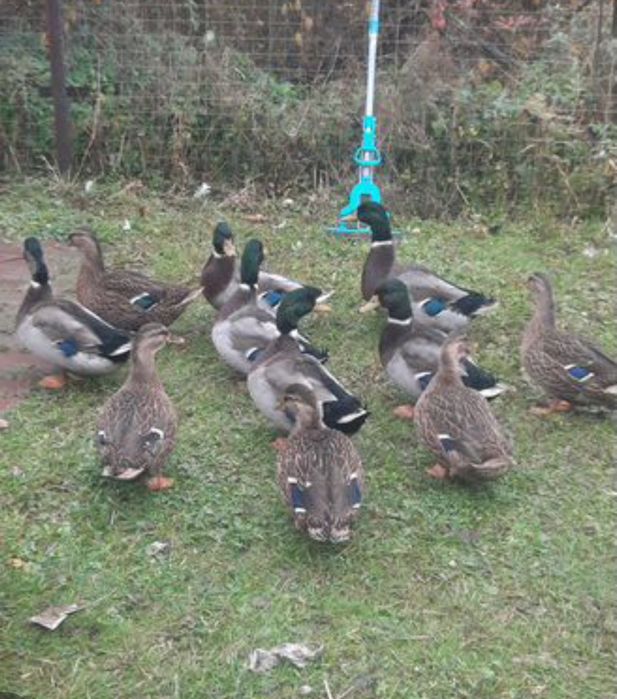 Продам селезней кряковые(подсадные)