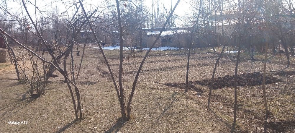 Sherobod tumani zarabog' qishlog'ida Tomarqa sotiladi so'tig'i 5milion