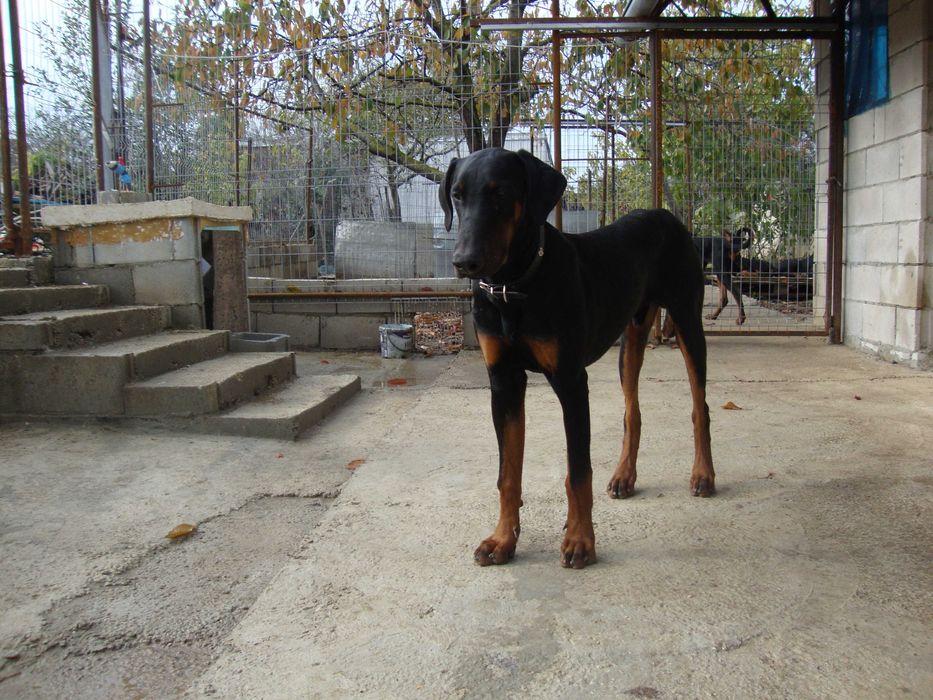 Расови Мъжки Добермани на 9 месеца, от развъдник Елит Доберман, Варна