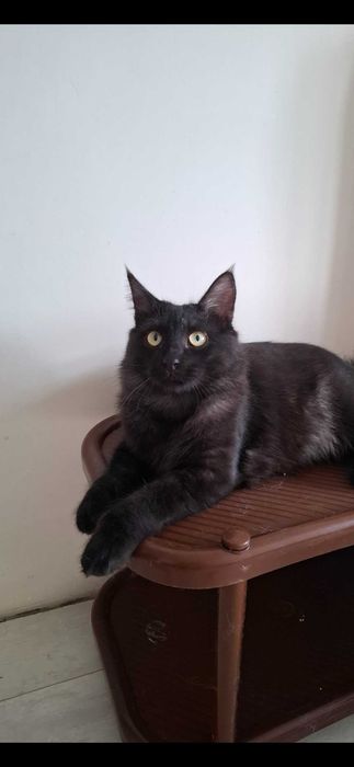 Отдам в добрые руки кота