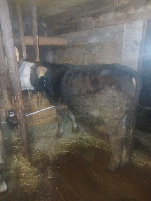 Tăuraș de vănzare