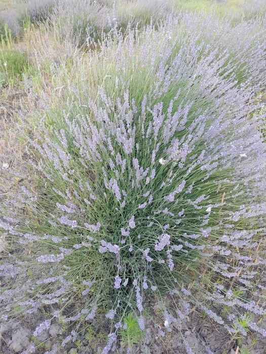 Многолетные вечнозеленные похучие лечебные полукустарники