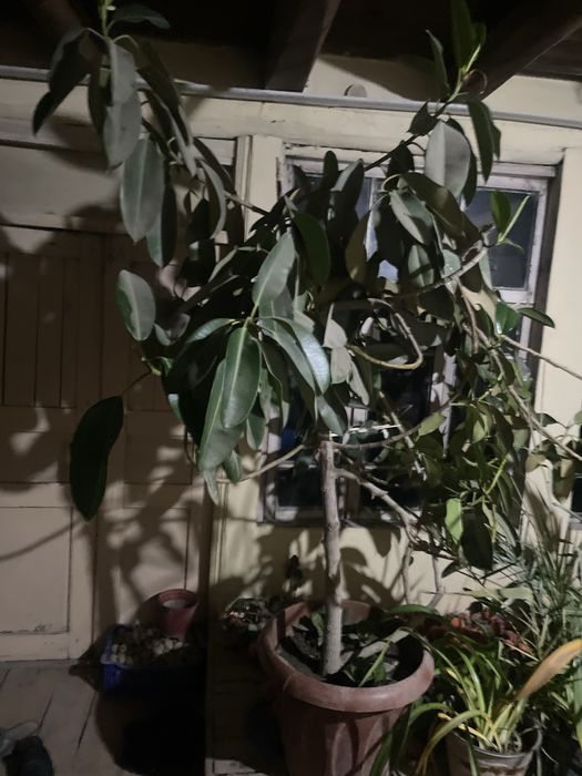 Gul bor narxini kelishamiz