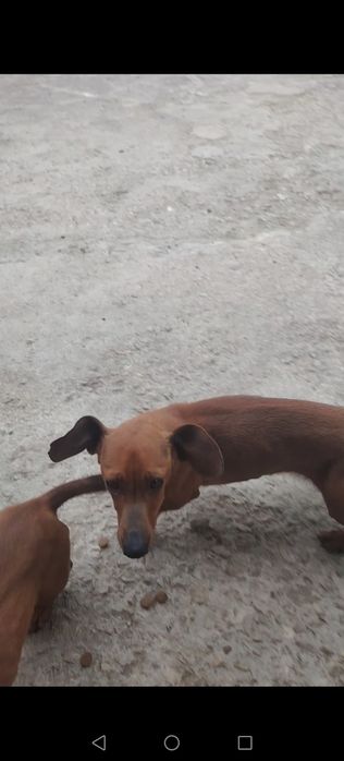 Дакелка  1.8м, дакелка на1. 01м мъжко дакелче черно на 7 м и 1 Мъжкар на 5 г