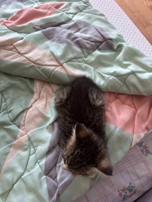 кошечка 1,5 месяца