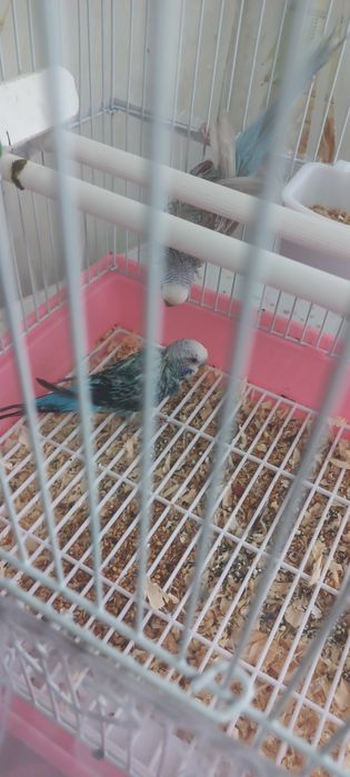 Попугай продам все вместе