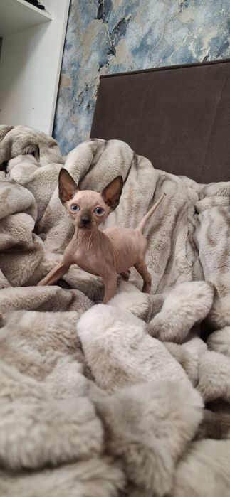Котёнок мальчик донской сфинкс