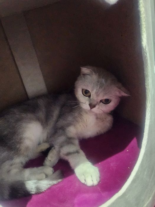 Серебристая шиншила