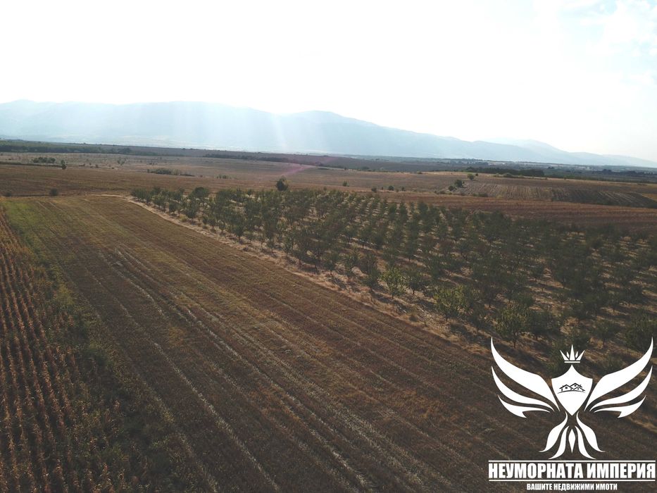 Продавам земя 24.5 декара засята със сливови дръвчета в с.Нови Извор