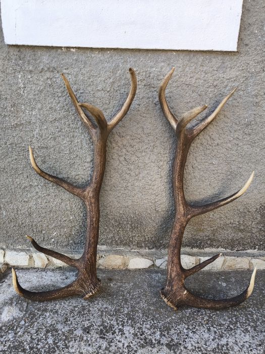 Чифт рога от елен, трофей
