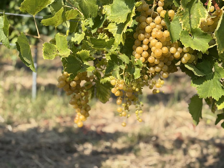 Struguri de vin