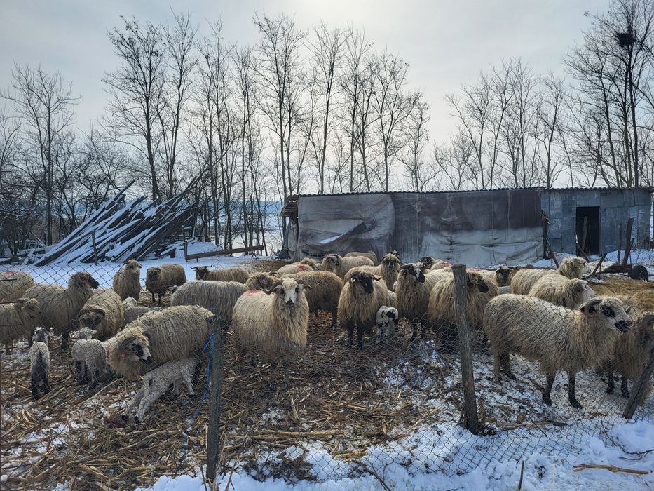 Vând oi țurcane..