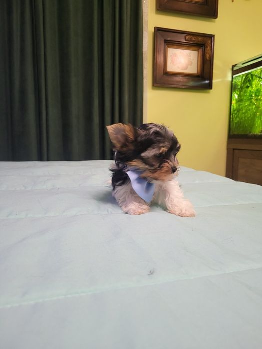 Йорки бебе йоркширски териер момче