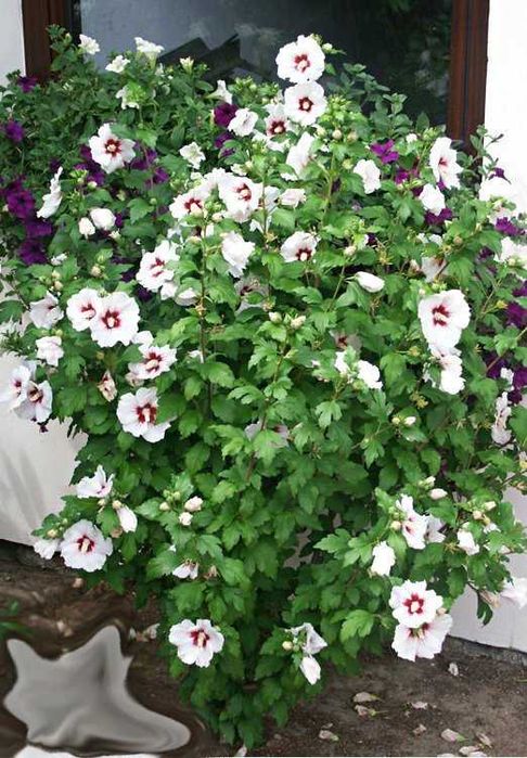 Фиданки бял маргарит, китайски мехурник, липа, златен дъжд, хибускус