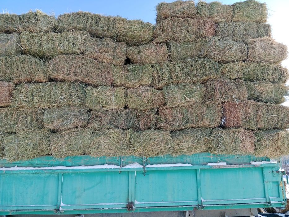 Тюки люцерна 1500тг самовывоз