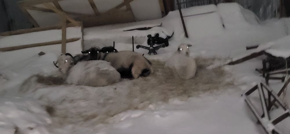 Ешки сатылады шугыл арада