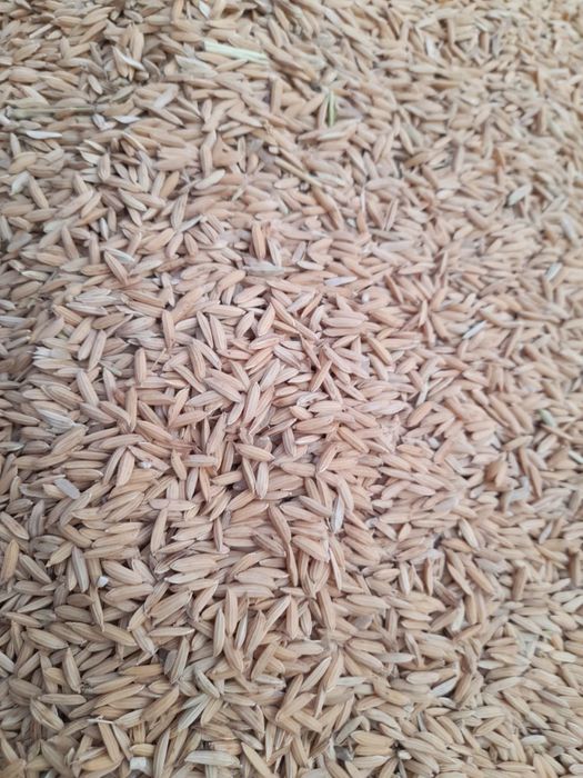 Рис гуруч сотилади лазер навли