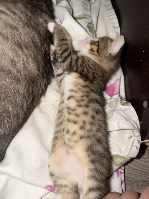 Продаются котята