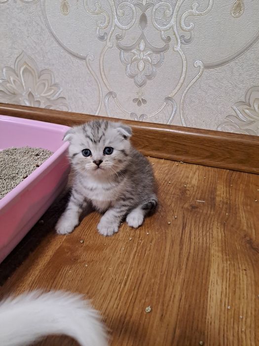 Сотилади ширин мушукчаларим