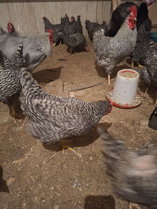 Амрокс парода заказ аламын