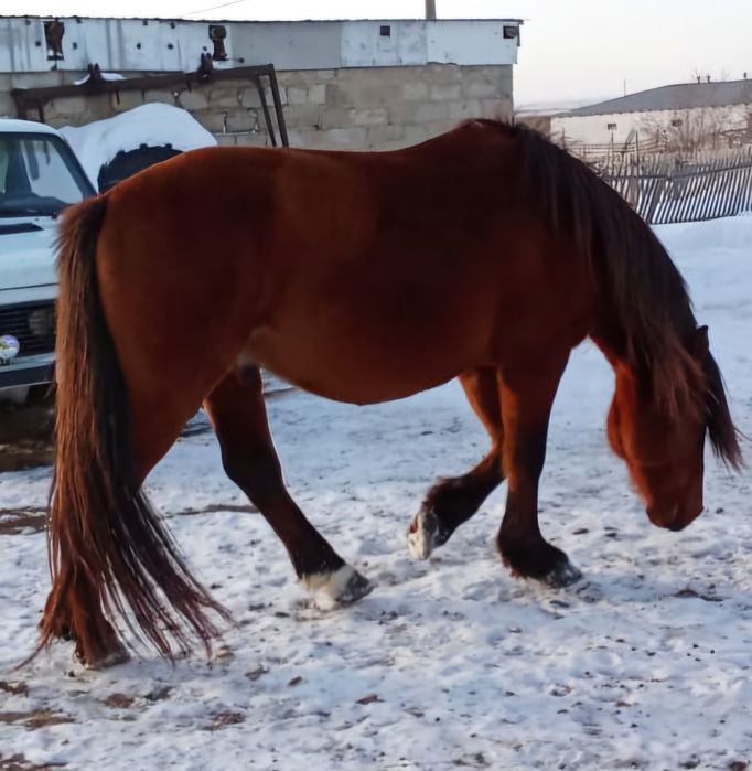 Айғыр сатылады .