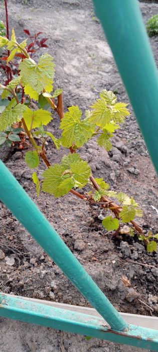 Продам одногодние черенки  винограда сорта Ризамат,