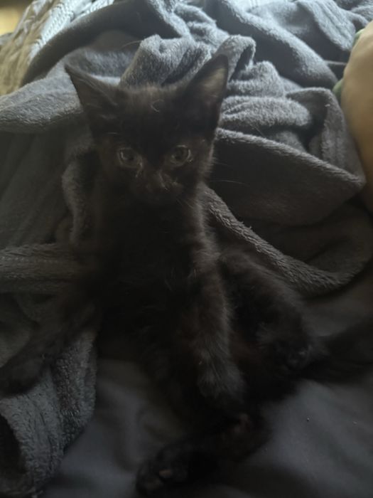 котенка в добрые руки