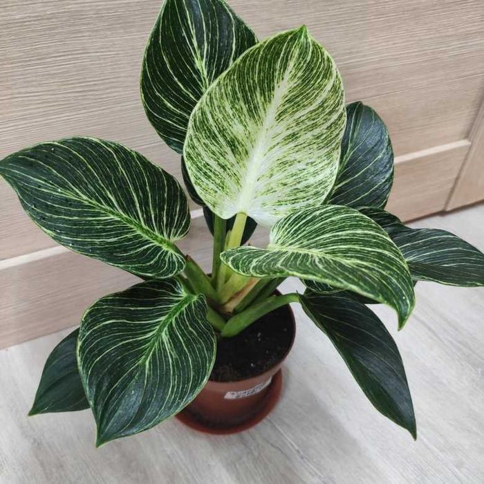 Комнатные цветы . Филодендрон Биркин вайт вайв.