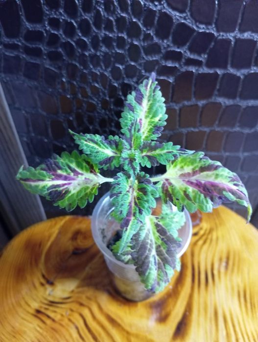 Укоренённые колеусы