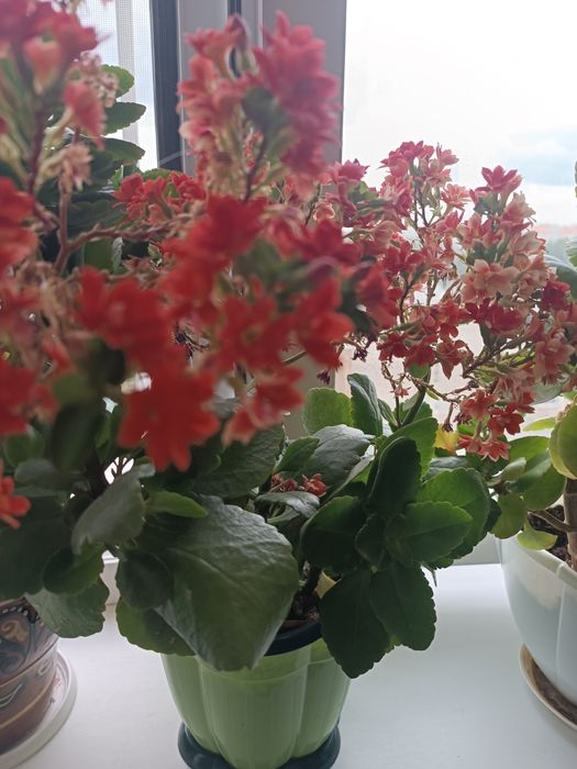 Продам ростки каланхоэ цветущие