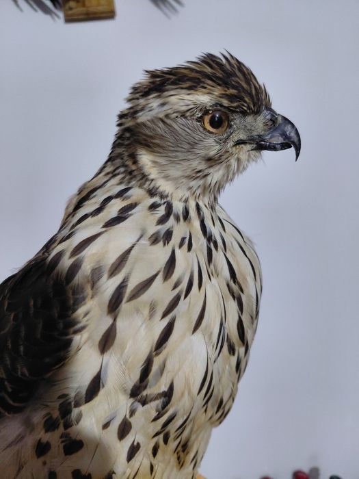 Uliu impaiat taxidermie U3