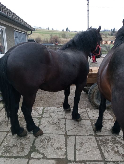 Cai de vânzare tineri