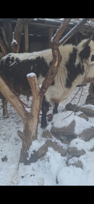 Бұқа 2 жасар ...